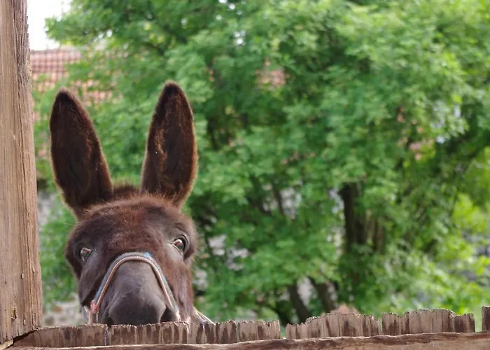 Feriehus Le Des Anes A Chroniques