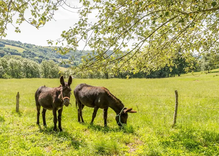 Le Des Anes A Chroniques Feriehus