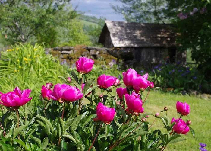 Le Des Anes A Chroniques