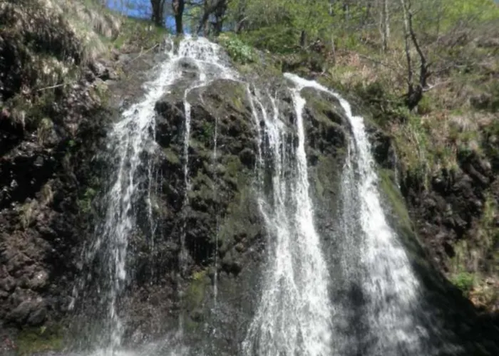 Le Des Anes A Chroniques *