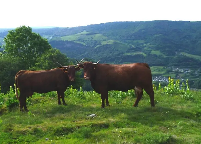 Le Des Anes A Chroniques Feriehus