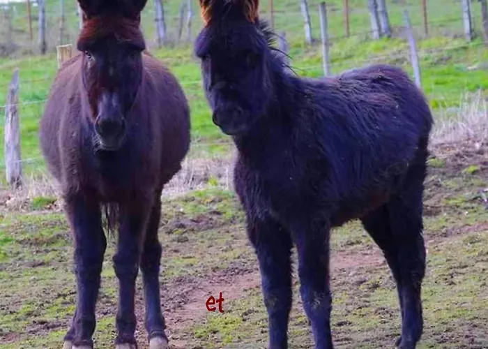 Le Des Anes A Chroniques * Jou-sous-Monjou